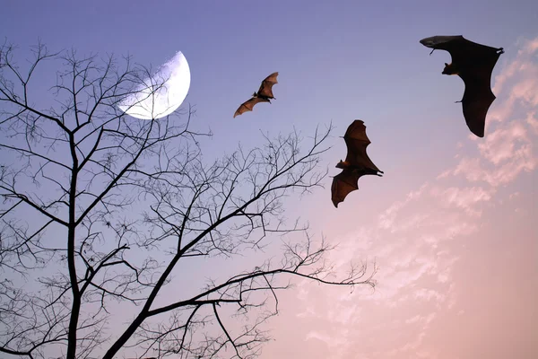 Pipistrelli sagome sopra ramo bello e mezza luna come hallowee — Foto Stock