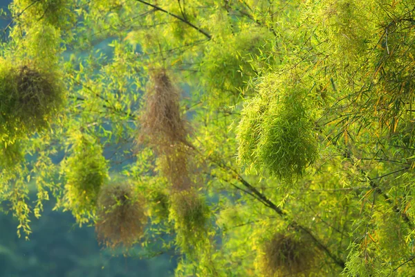 Yeşil bambu yaprakları — Stok fotoğraf