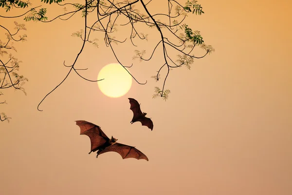 Siluetas murciélago agente hora de la puesta del sol —  Fotos de Stock