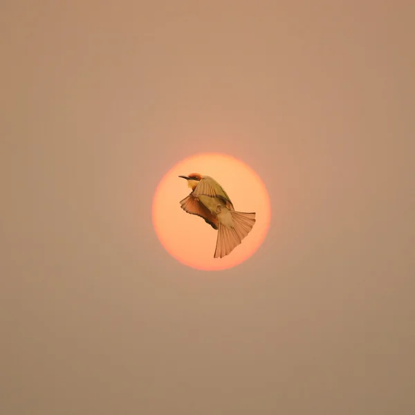 Señal de libertad con pájaro volando a través del sol —  Fotos de Stock