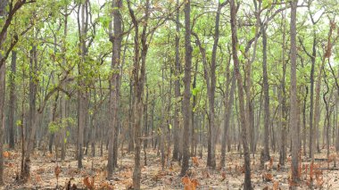 Yaprak döken Dipterocarp Forest