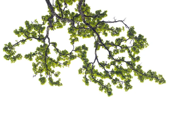 Большое дерево и ветка рождают новые зеленые листья — стоковое фото