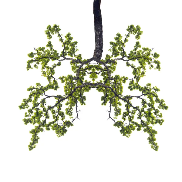 Conceptual image of green tree shaped like human lungs isolate o — Stock Photo, Image