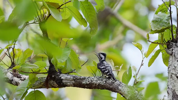 Pájaro carpintero pigmeo de gorra gris, pájaro (pájaro carpintero) posado sobre salvado —  Fotos de Stock