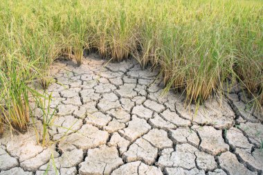 Çeltik pirinç çiftlik arka plan olarak kuru toprak ile