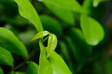 Taze yeşil bırakın büyüme doğa arka planda