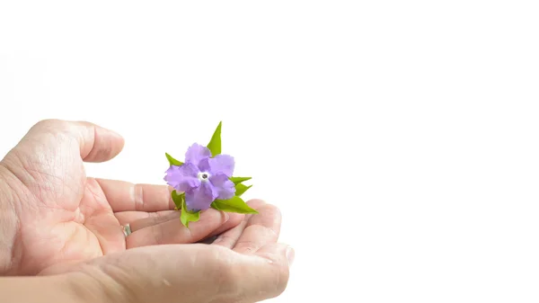 Vilolet flower and green leaves on hands isolate white as backgr — Stock Photo, Image