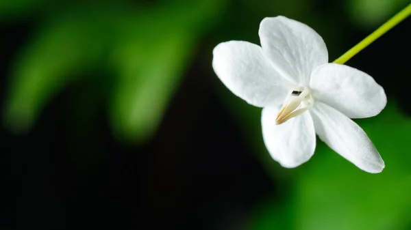 Wild Water Plum ,Beautiful single white flower — Stock Photo, Image