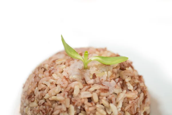 O arroz integral cozido e pequeno vegetal sobre ele . — Fotografia de Stock
