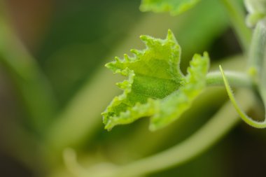 Arka plan olarak doğada güzel kabak yaprak