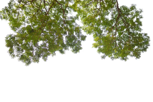 Grote boom wanneer kijk tot de hemel als achtergrond — Stockfoto