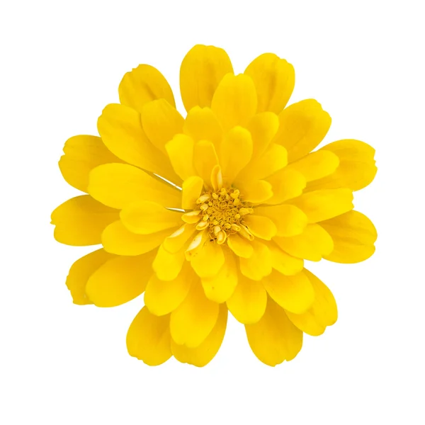 Beautiful yellow Gerbera daisies flower as background — Stock Photo, Image