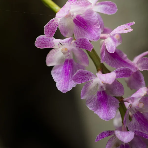 Purple orchid as background — Stock Photo, Image
