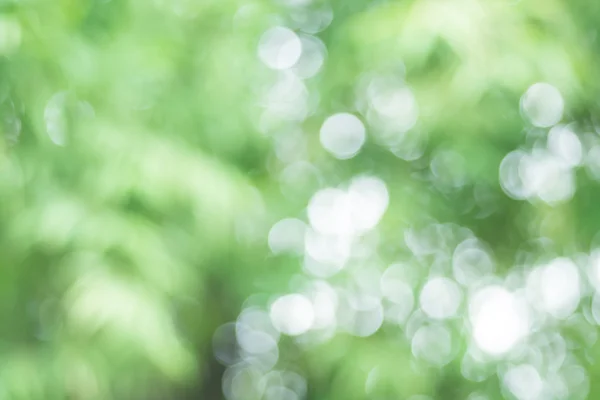 Blur Bamboo leaves in nature as background — Stock Photo, Image