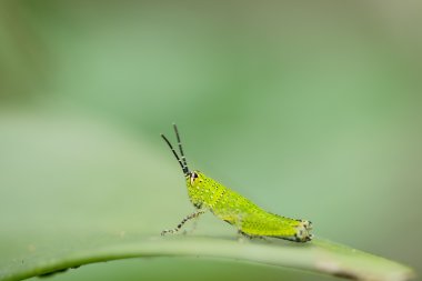 Çekirge doğa üzerinde arka plan olarak bırakır