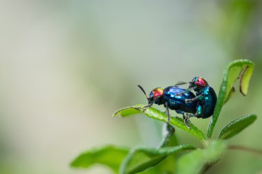 Arka plan olarak üreme hata