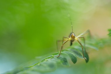 Çekirge çocuk arka plan olarak