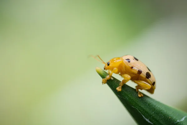 Vierzehn gefleckte Käfer auf Blatt isoliert auf grünem Hintergrund — Stockfoto