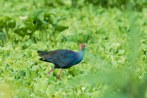 Agua pájaro caminar sobreplanta (púrpura Swamphen) como fondo —  Fotos de Stock