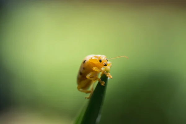 Vierzehn gefleckte Käfer auf Blatt isoliert auf grünem Hintergrund — Stockfoto