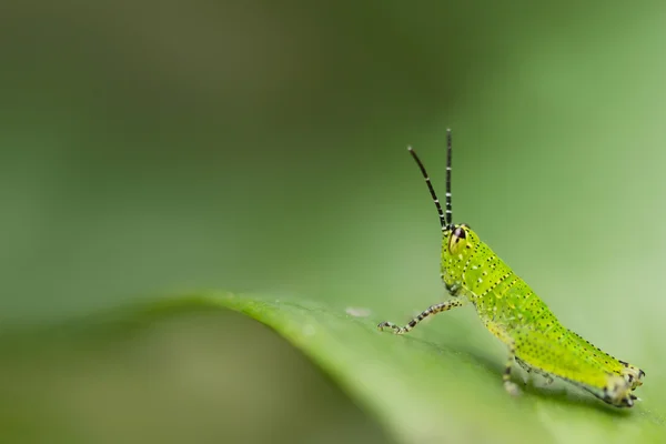 Grasshopper as background — Stock Photo, Image