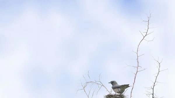배경으로 둥지에 perching 회색 Woodswallow 새 — 스톡 사진
