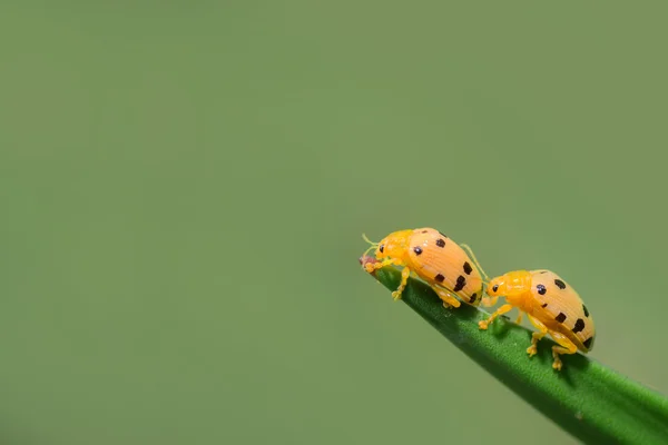 Vierzehn gefleckte Käfer auf Blatt isoliert auf grünem Hintergrund — Stockfoto