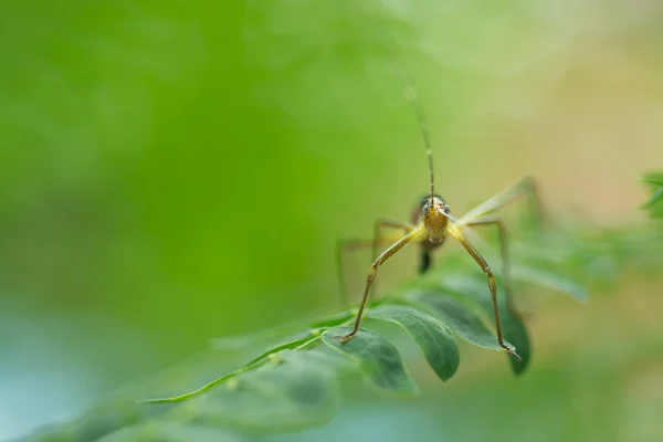Grasshopper Juvenil como fundo — Fotografia de Stock
