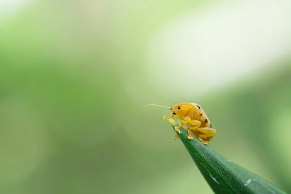 Empat belas kumbang bercak serangga pada daun terisolasi pada latar belakang hijau — Stok Foto