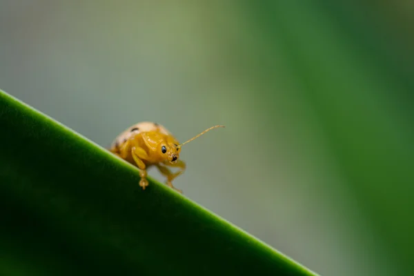 Czternaście spotted beatle bug na liść izolować na zielonym tle — Zdjęcie stockowe