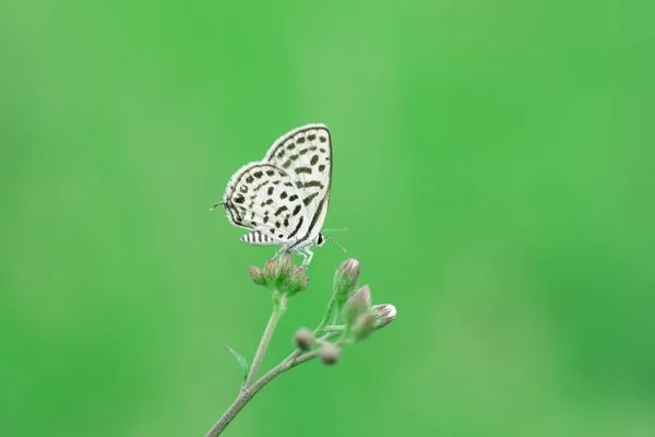 Butterfly and flower on green as background — Stock Photo, Image