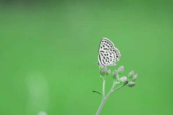 Schmetterling und Blume auf grünem Hintergrund — Stockfoto