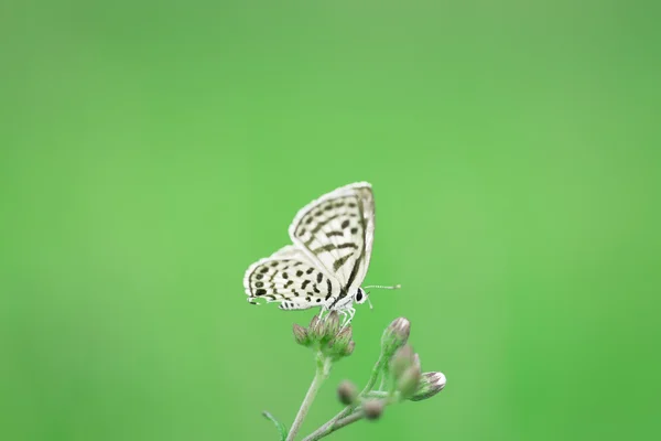 蝶と背景として緑の花 — ストック写真