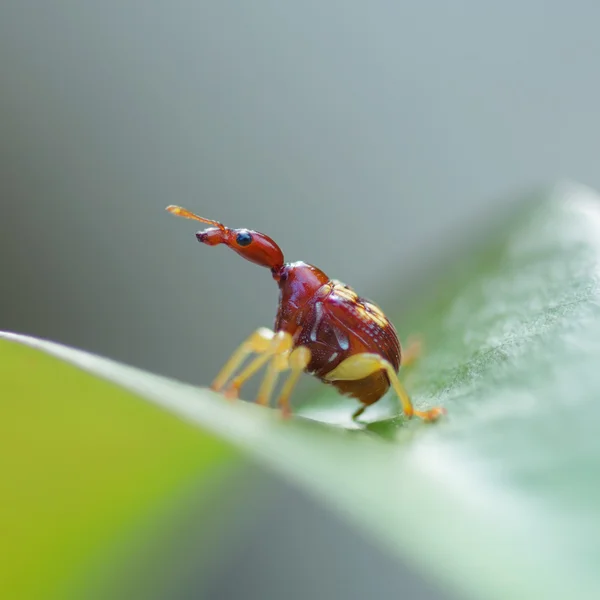 Trachelophorus giraffa (Tailândia espécie), besouro inseto poleiro em — Fotografia de Stock