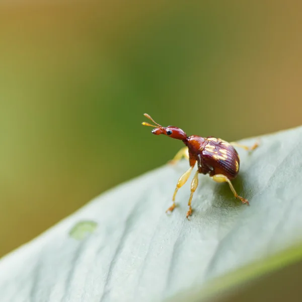 Trachelophorus giraffa (Tailândia espécie), besouro inseto poleiro em — Fotografia de Stock