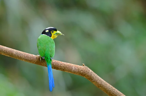 Long-tailed broadbill, piękna ptaka perching na oddział w tle — Zdjęcie stockowe