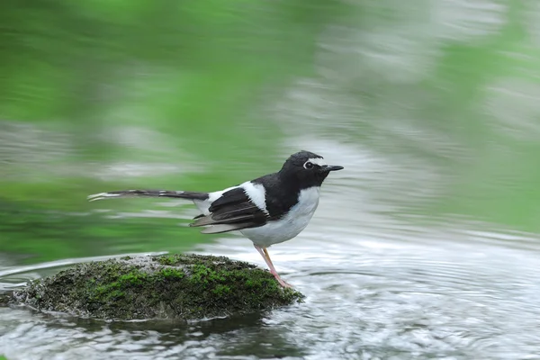 Forktail con respaldo negro, hermoso pájaro posado sobre piedra como fondo —  Fotos de Stock