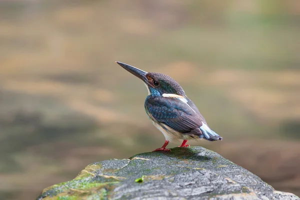 Blue-banded Kingfisher,Beautiful bird perching on stone as background — Stock Photo, Image