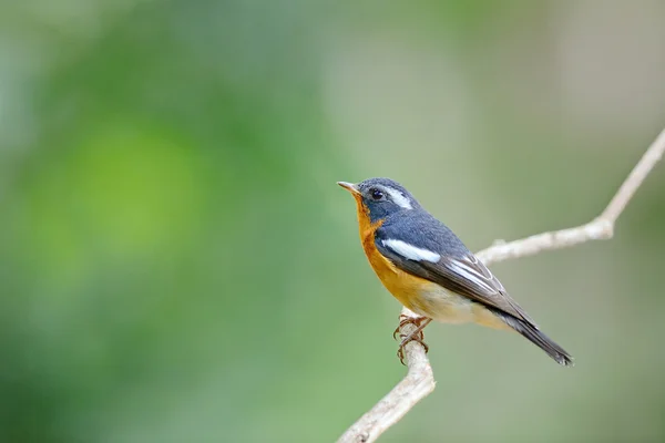 Mugimaki flycatcher ,Beautiful bird perching on branch as animal background — Stock Photo, Image