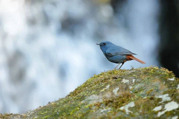 Plumbeous Water-redstart , Bird perching on stone as waterfall background — Stock Photo, Image