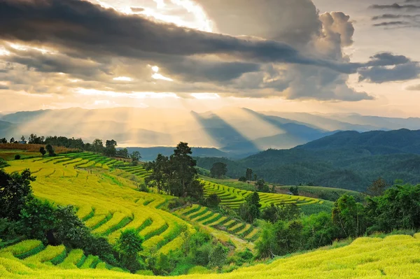 Rýžových polí na řadové z Ban Pa bong peng, Maechaem, Chiangmai — Stock fotografie