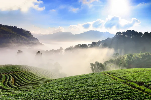 Campos de fresa en el campo de terrazas, Doi Ang khang, Chiangmai, Tailandia —  Fotos de Stock