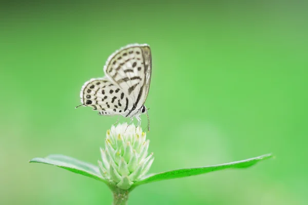 Schöner Schmetterling auf kleiner Blume als Hintergrund — Stockfoto