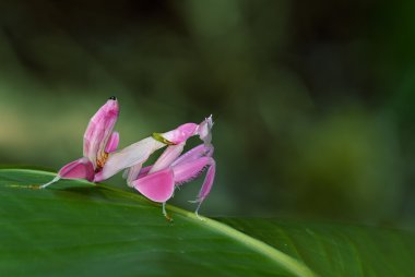 Orkide Mantis, hayvan arka plan olarak pembe çekirge