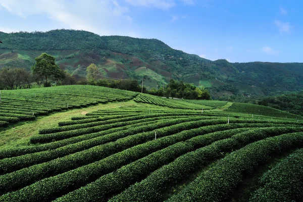 Chiangrai, Tayland arka plan olarak, dağ tepe üzerinde yeşil çay çiftlik. — Stok fotoğraf