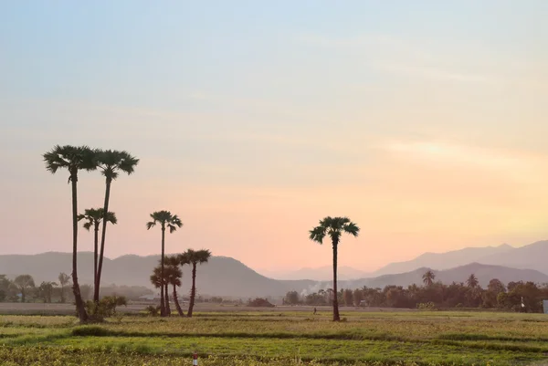 Campo de arroz con cáscara en Chiangmai, Tailandia como fondo. Campo de arroz con cáscara preparar la cosecha . —  Fotos de Stock