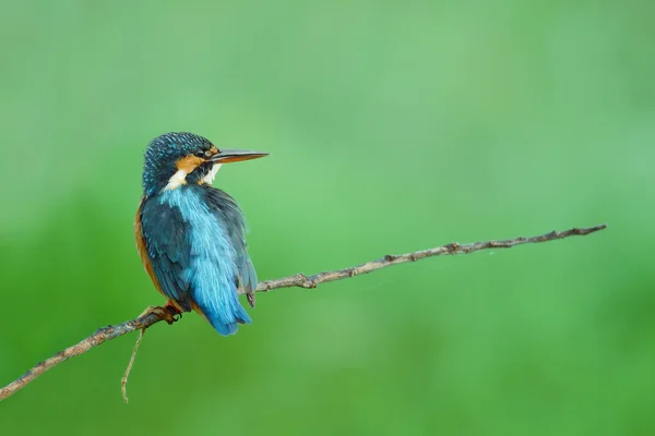 Common kingfisher ,beautiful bird perching on branch — Stock Photo, Image