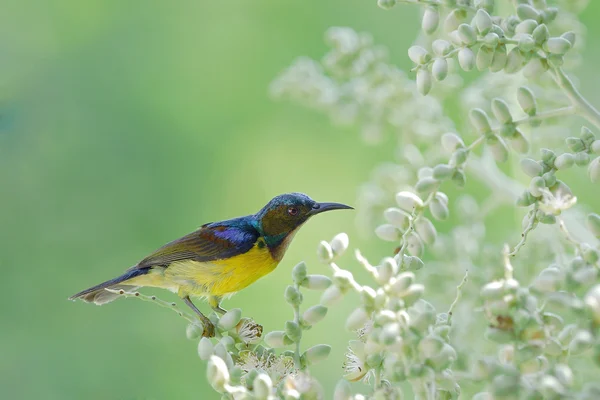 ブラウンのどサンバード、ヤシの花にとまる美しい鳥 — ストック写真