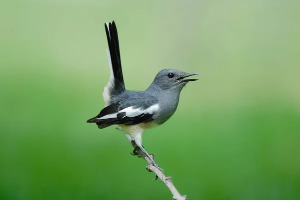 Robin la gazza orientale. Bellissimo uccello appollaiato su ramo come sfondo — Foto Stock