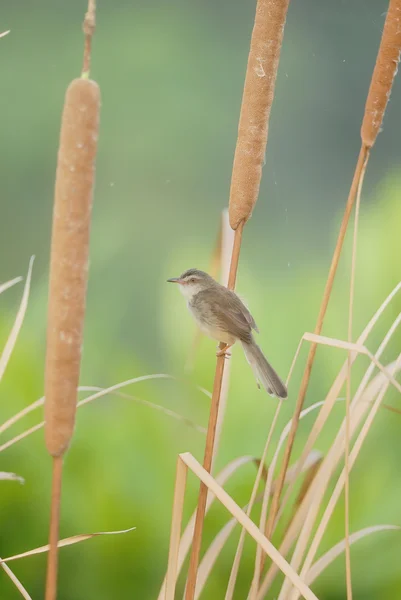 Prinia llana, Prinia de frente blanca, hermoso pájaro posado en la rama como fondo —  Fotos de Stock